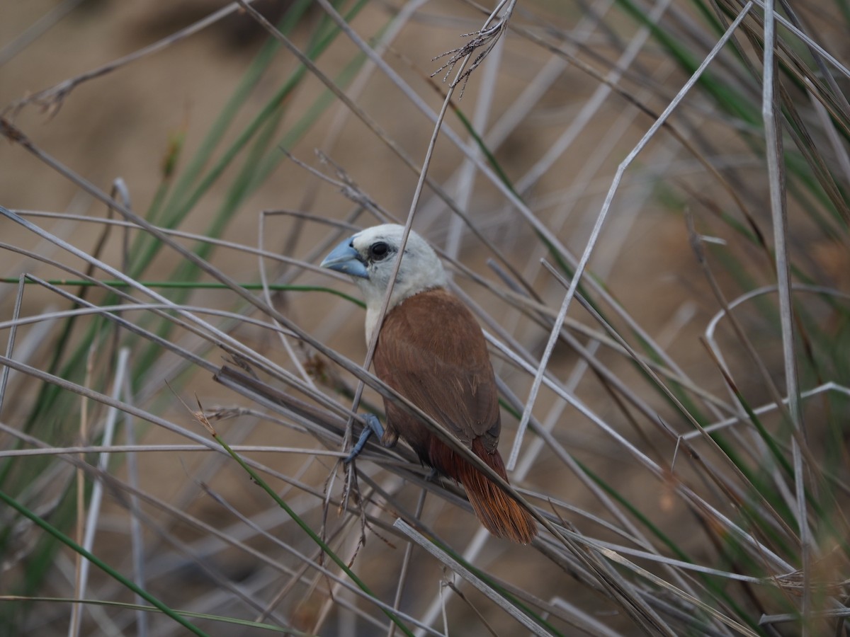 White-headed Munia - ML620733284