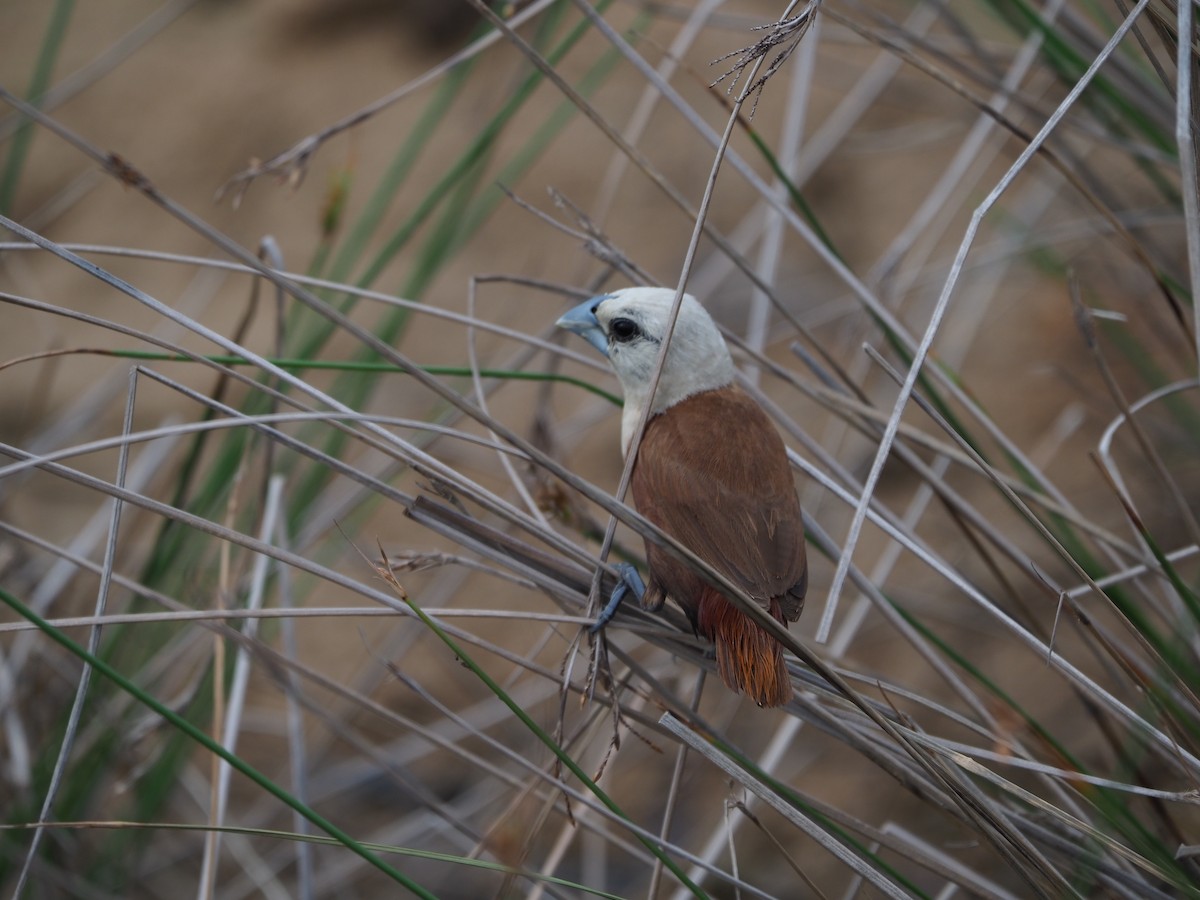 White-headed Munia - ML620733285