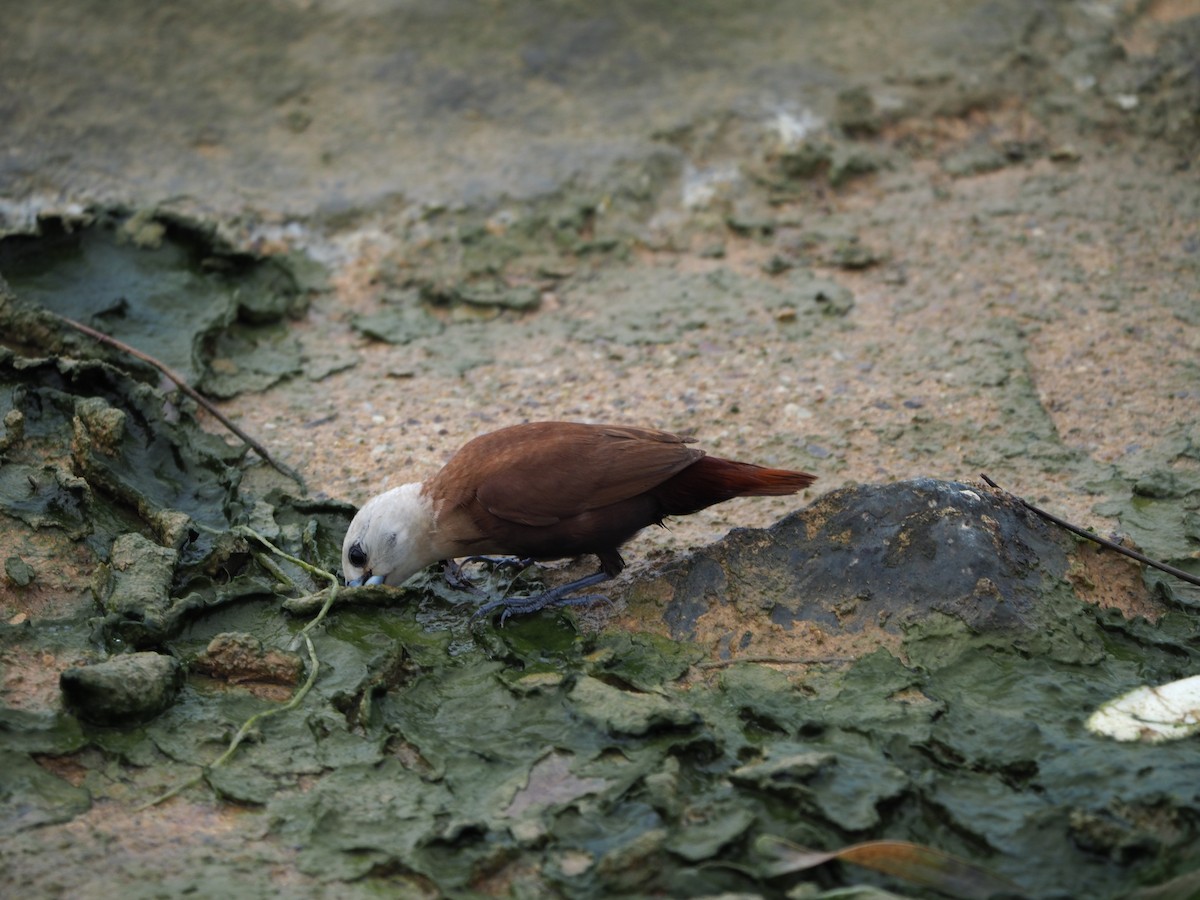 White-headed Munia - ML620733287