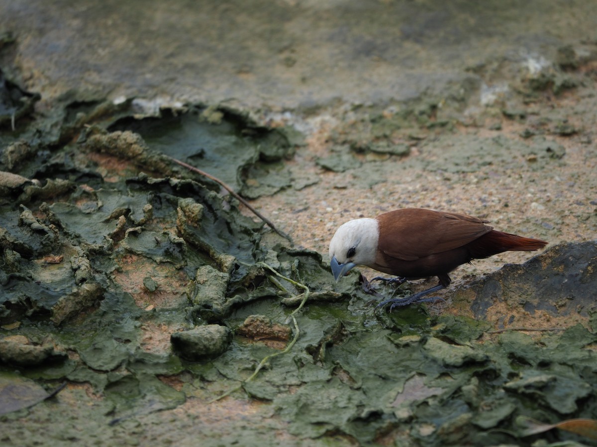 White-headed Munia - ML620733290