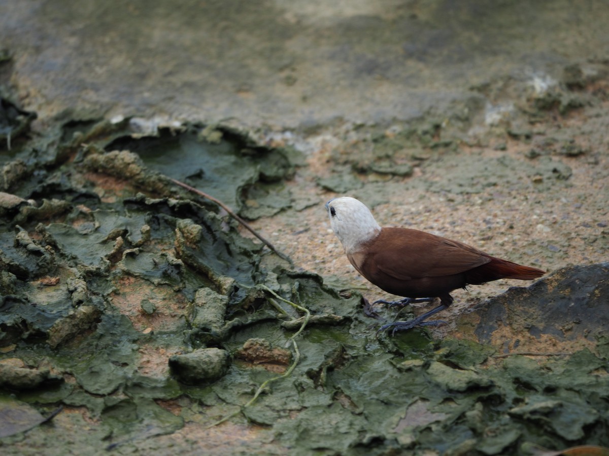 White-headed Munia - ML620733291