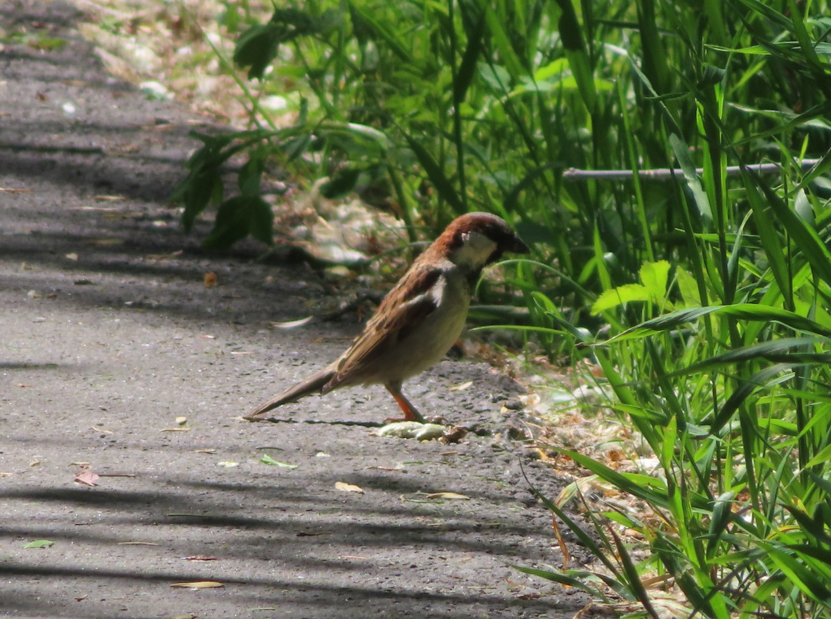 House Sparrow - ML620733293