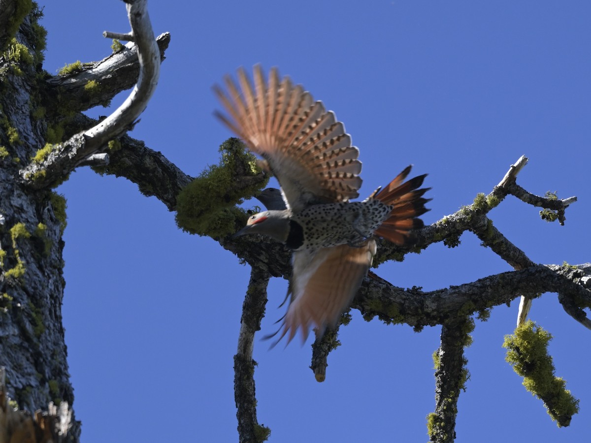 Northern Flicker (Red-shafted) - ML620733295