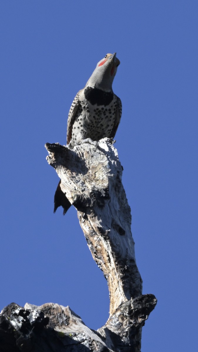 Northern Flicker (Red-shafted) - ML620733296