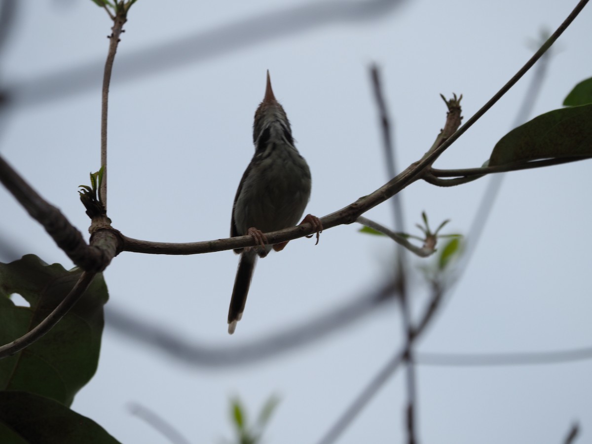 Dark-necked Tailorbird - ML620733297