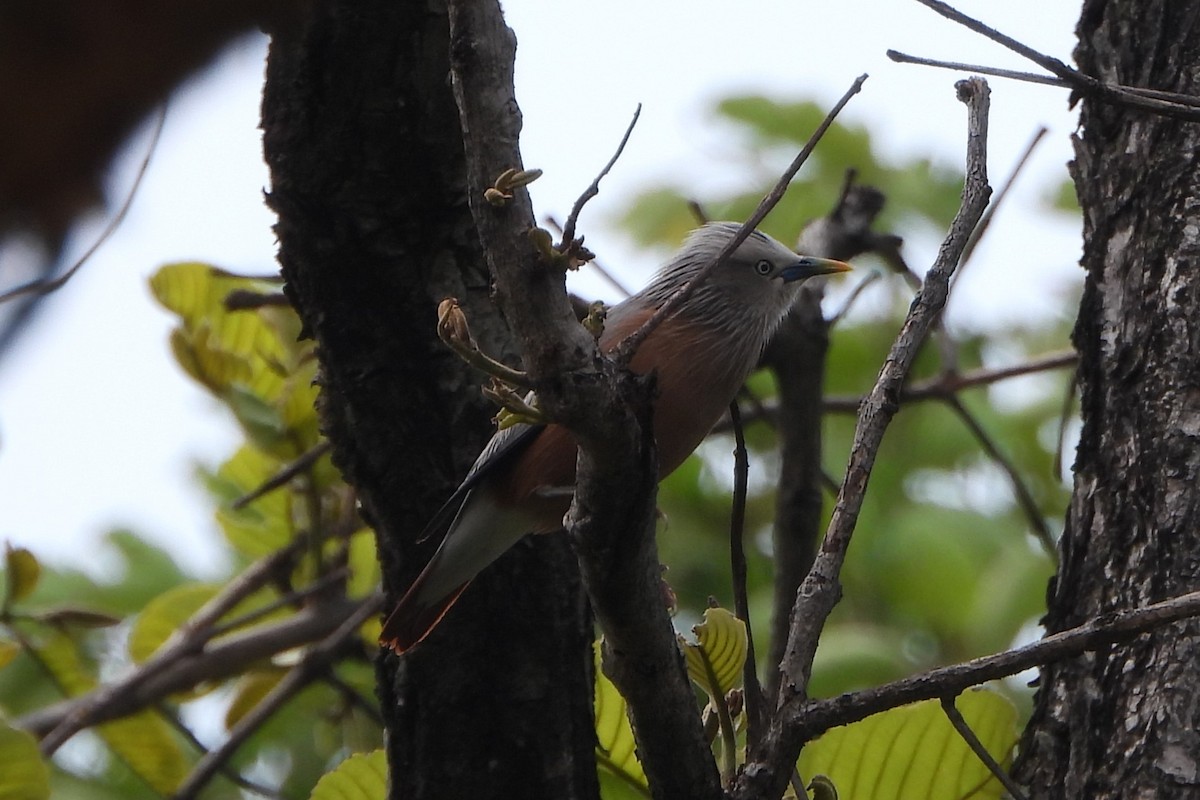 Chestnut-tailed Starling - ML620733298