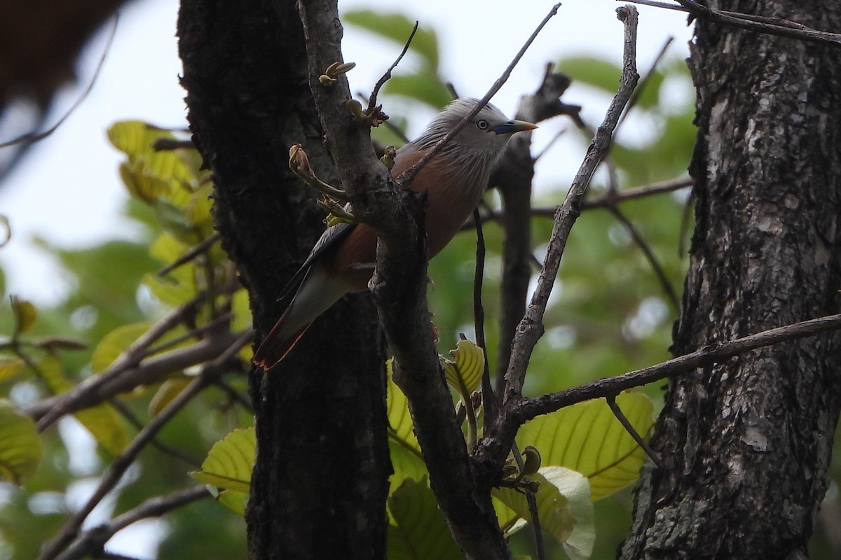 Chestnut-tailed Starling - ML620733299