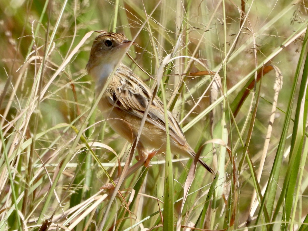 Zitting Cisticola - ML620733301