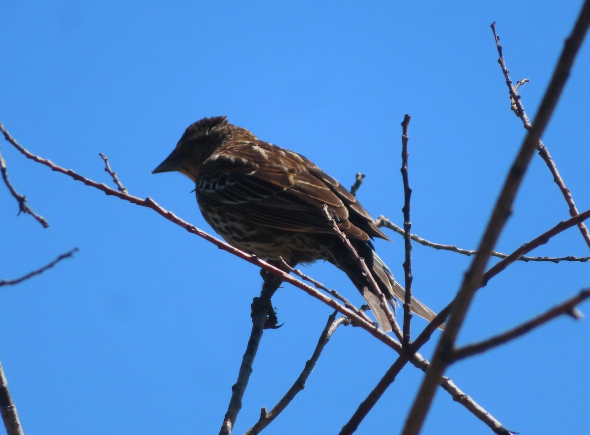 Red-winged Blackbird - Violet Kosack