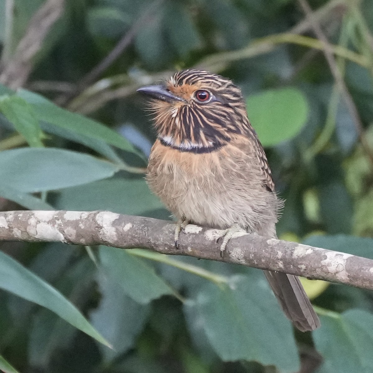 Crescent-chested Puffbird - ML620733303