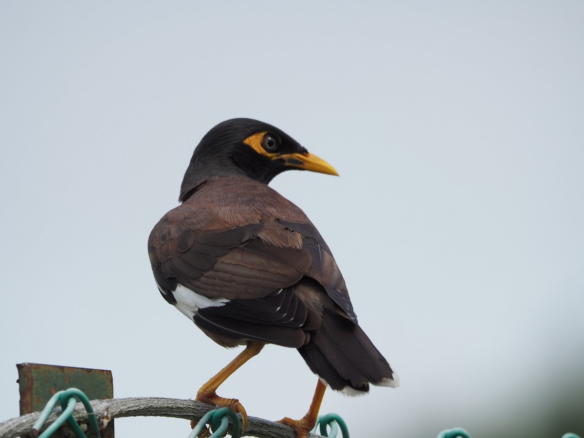 Common Myna - ML620733305