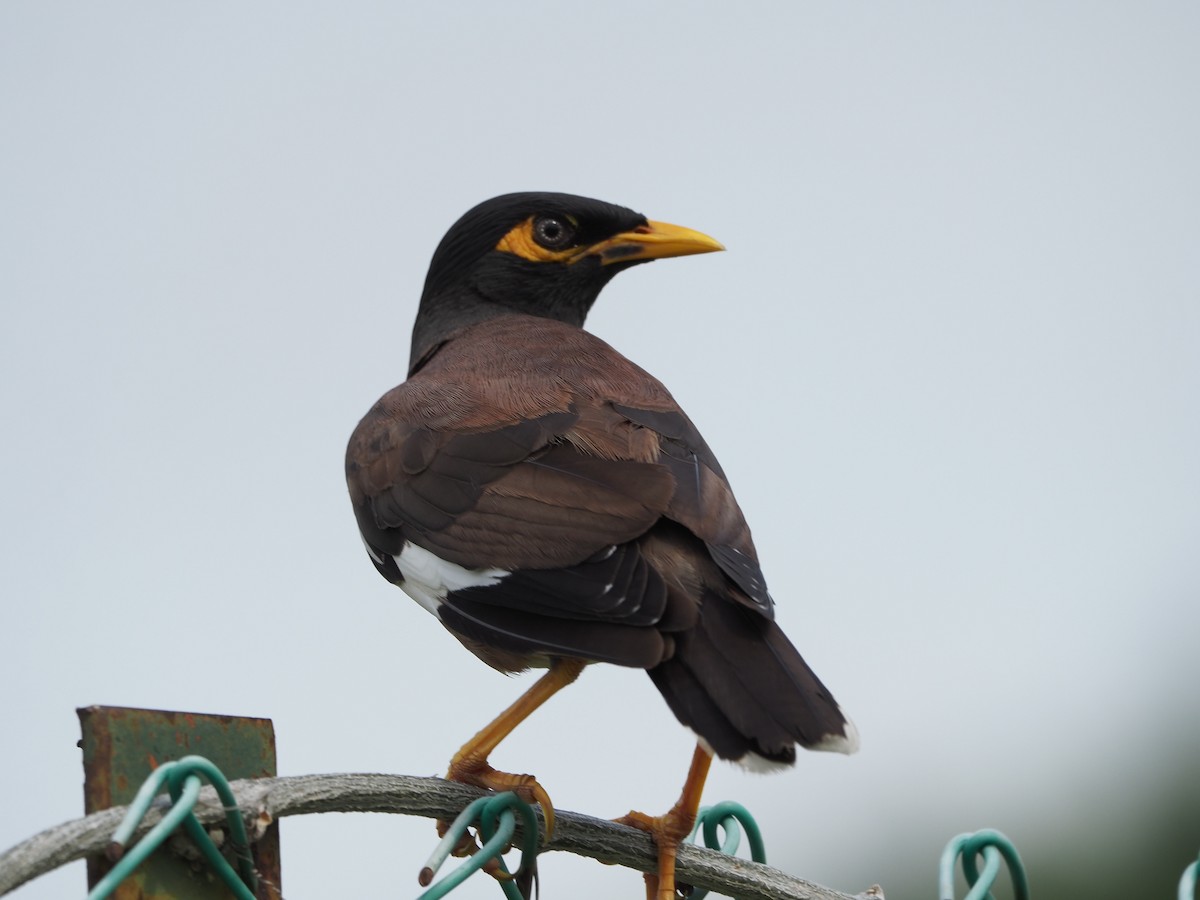 Common Myna - ML620733306