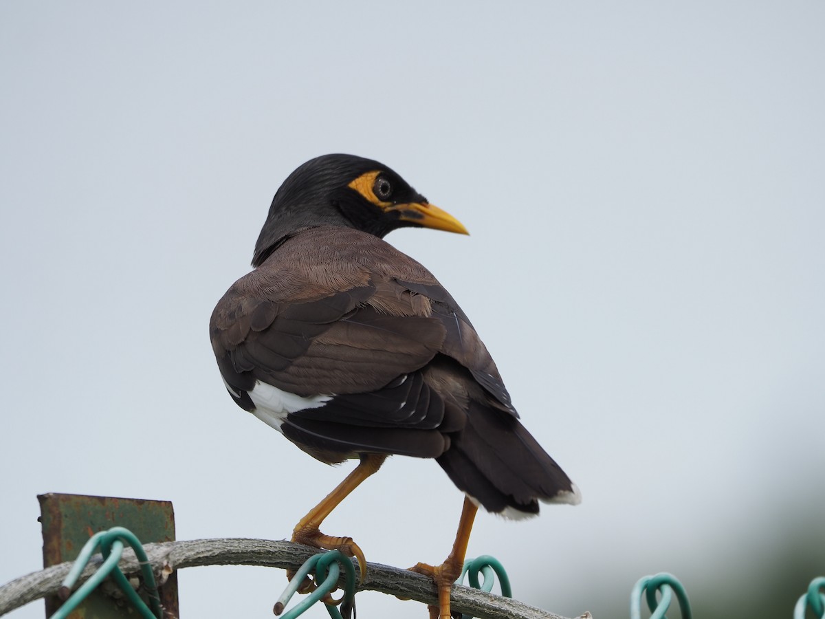 Common Myna - ML620733308