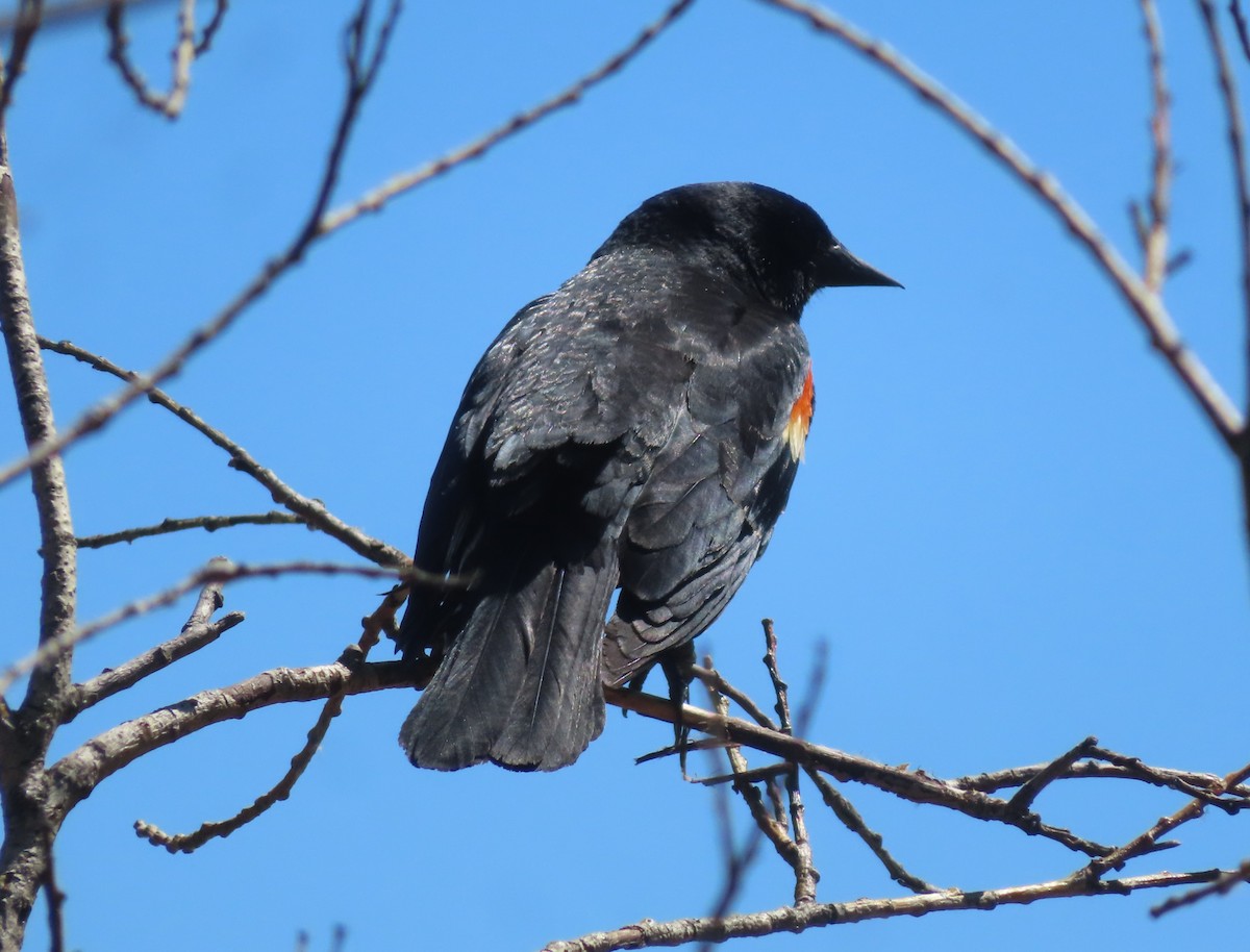 Red-winged Blackbird - ML620733312