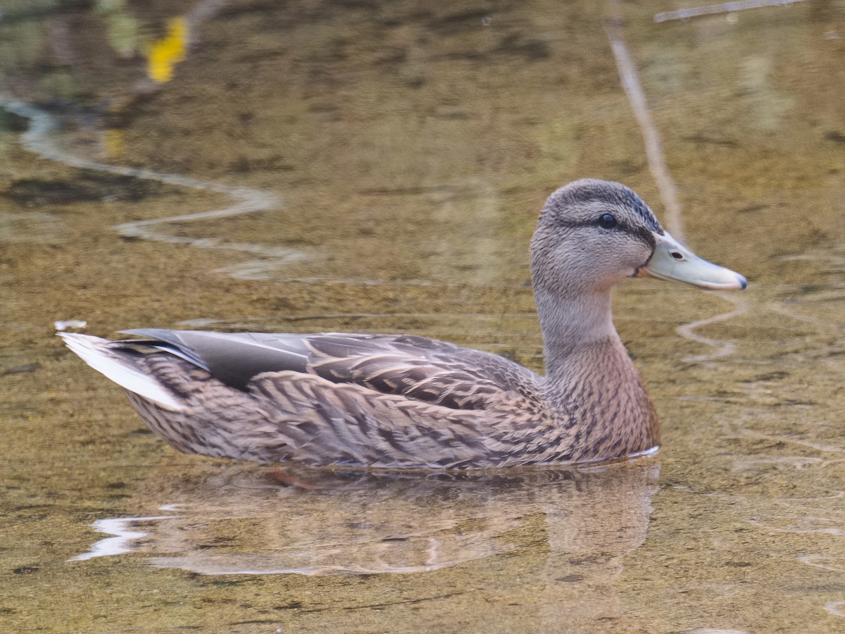 Mallard - ML620733313