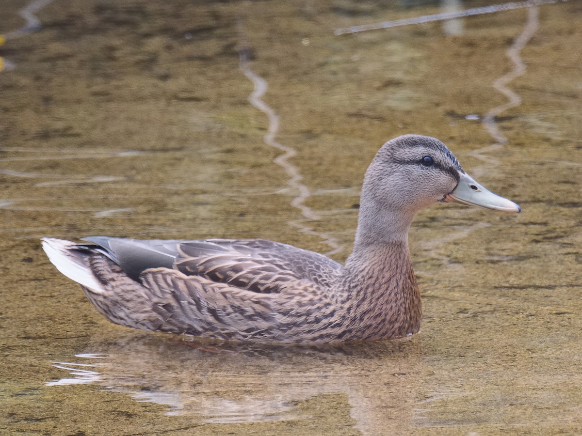 Canard colvert - ML620733314