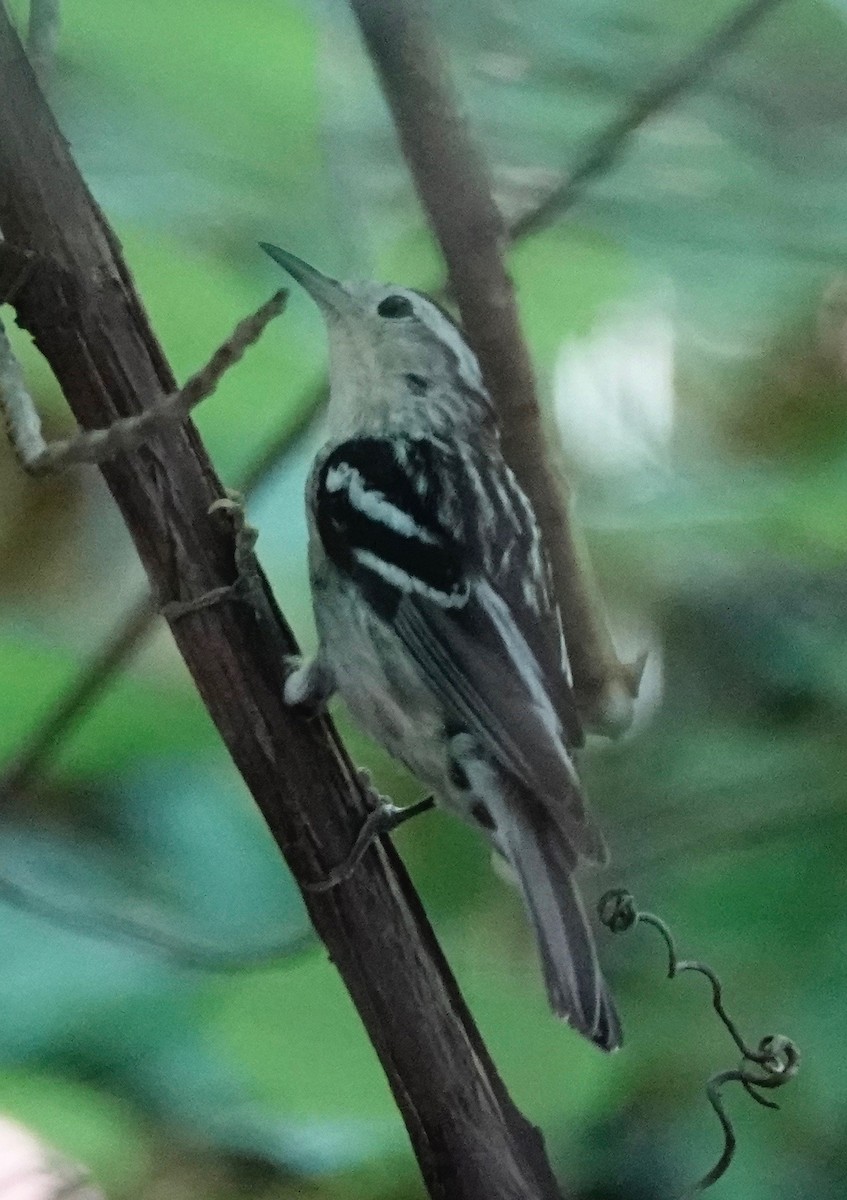 Black-and-white Warbler - Stella Zhou