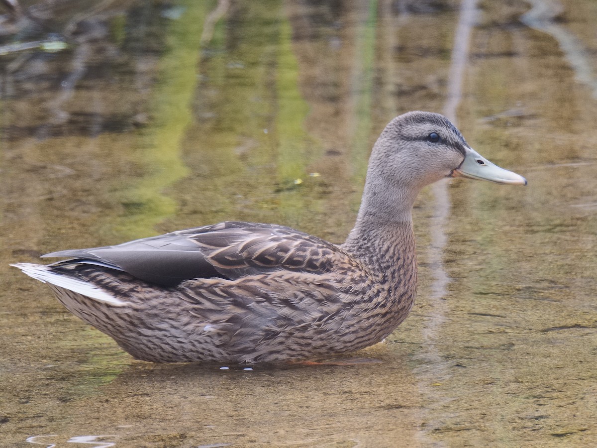 Canard colvert - ML620733317