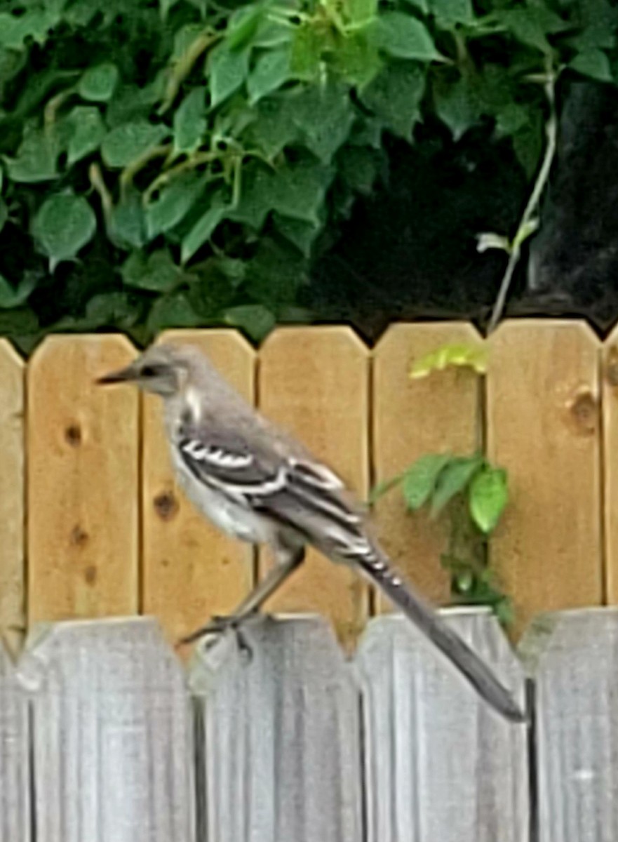 Northern Mockingbird - ML620733319