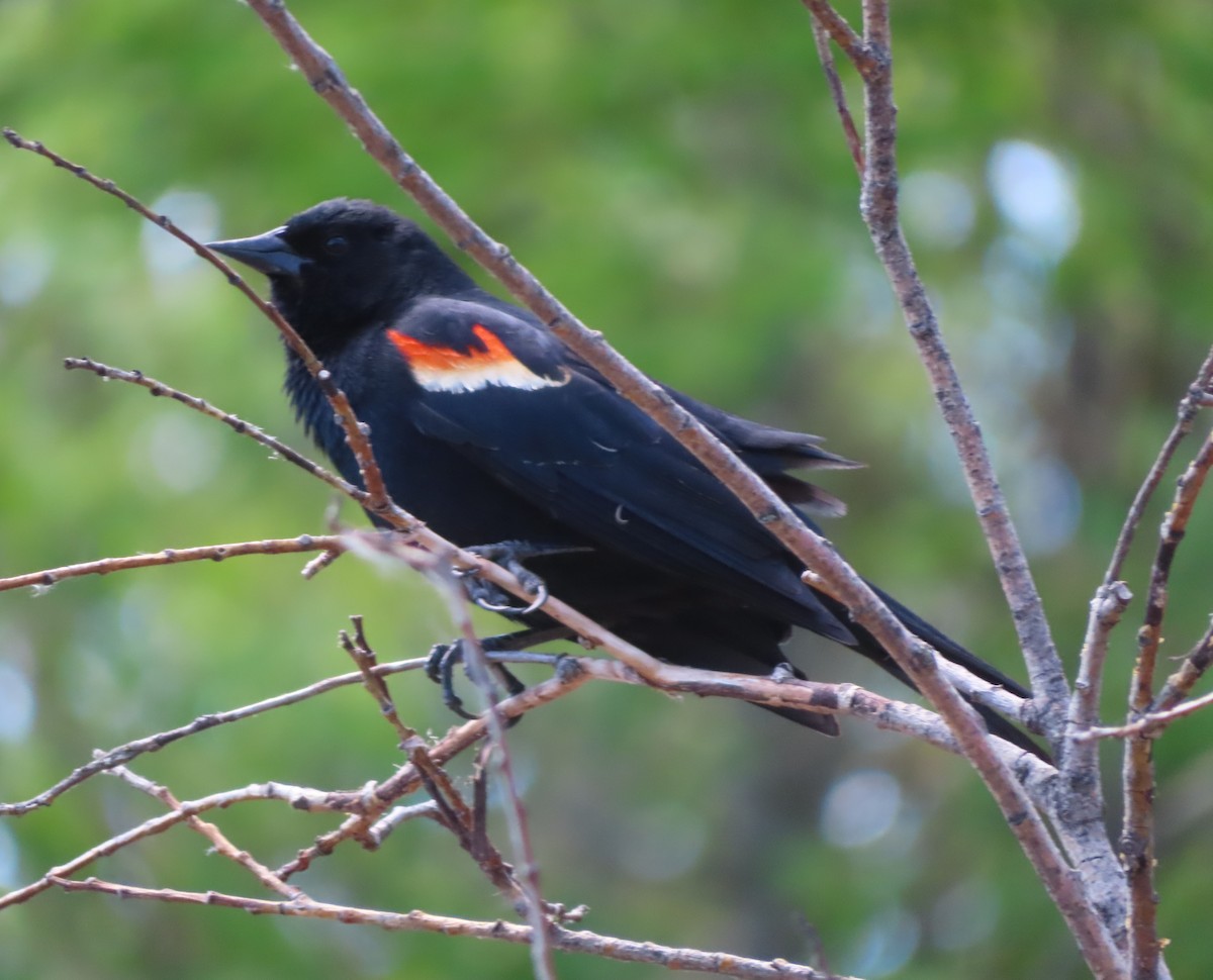 Red-winged Blackbird - ML620733320