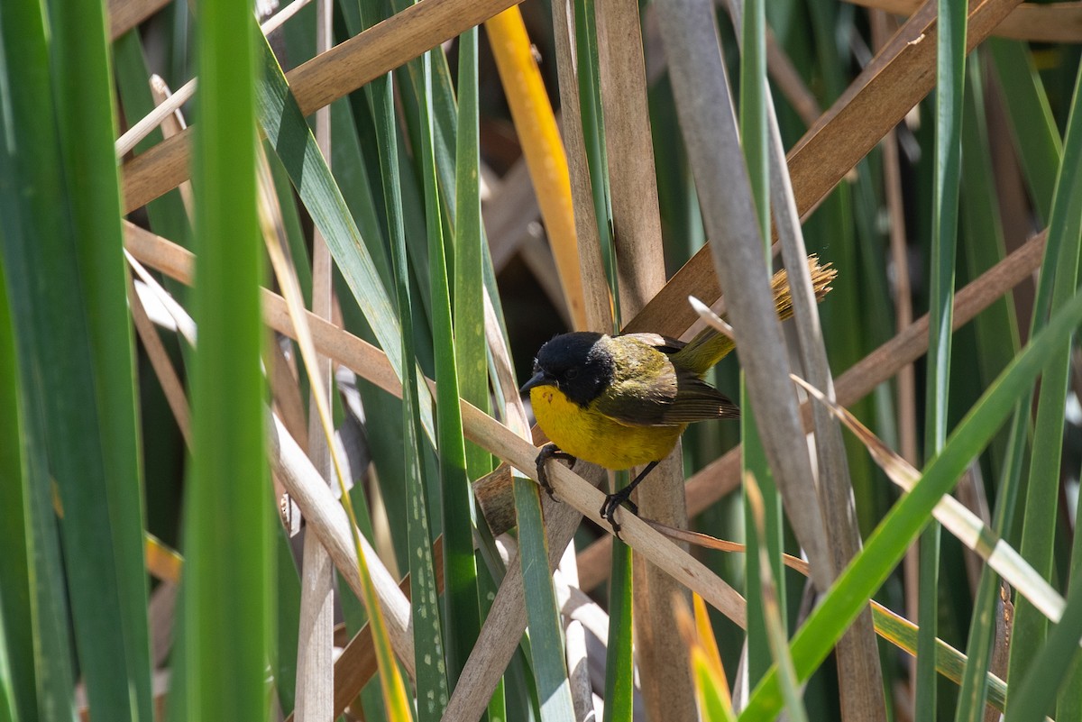 Paruline à face noire - ML620733322