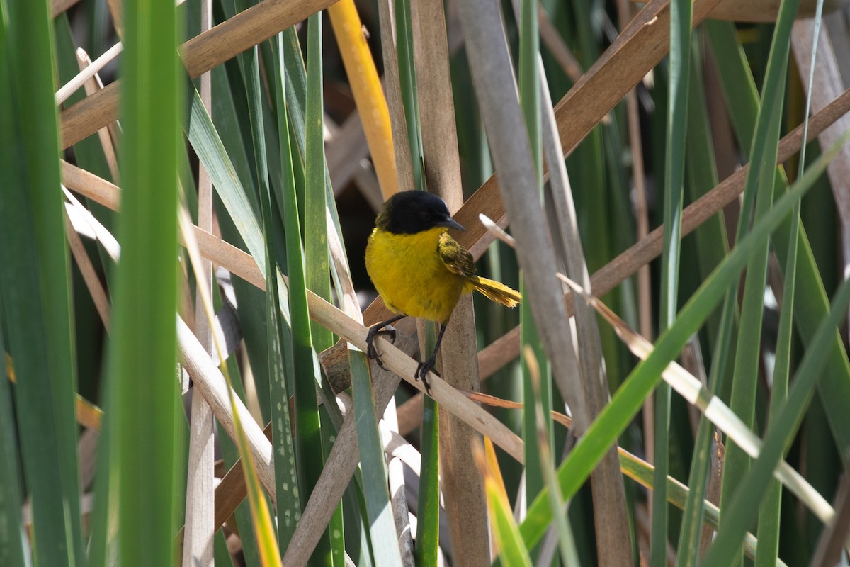 Paruline à face noire - ML620733323