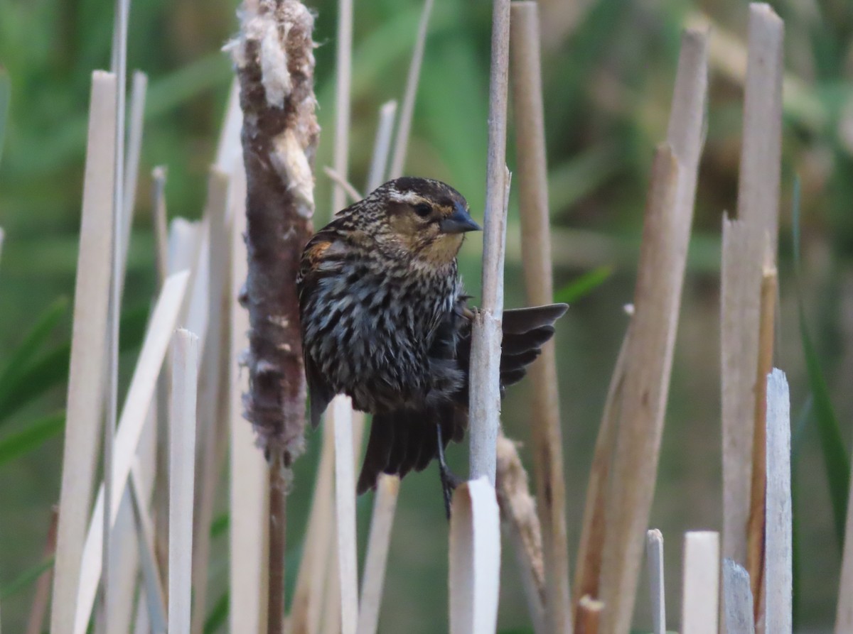 Red-winged Blackbird - ML620733325