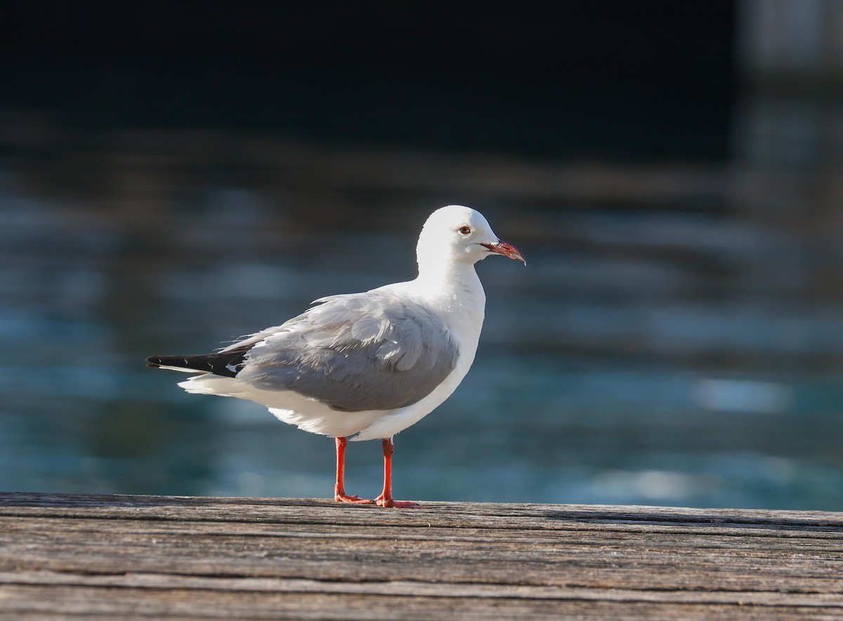 Hartlaub's Gull - ML620733327