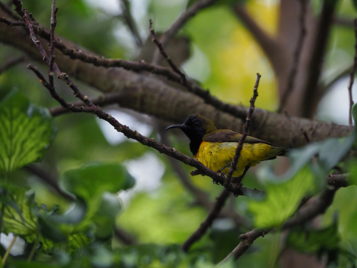 Ornate Sunbird - ML620733333