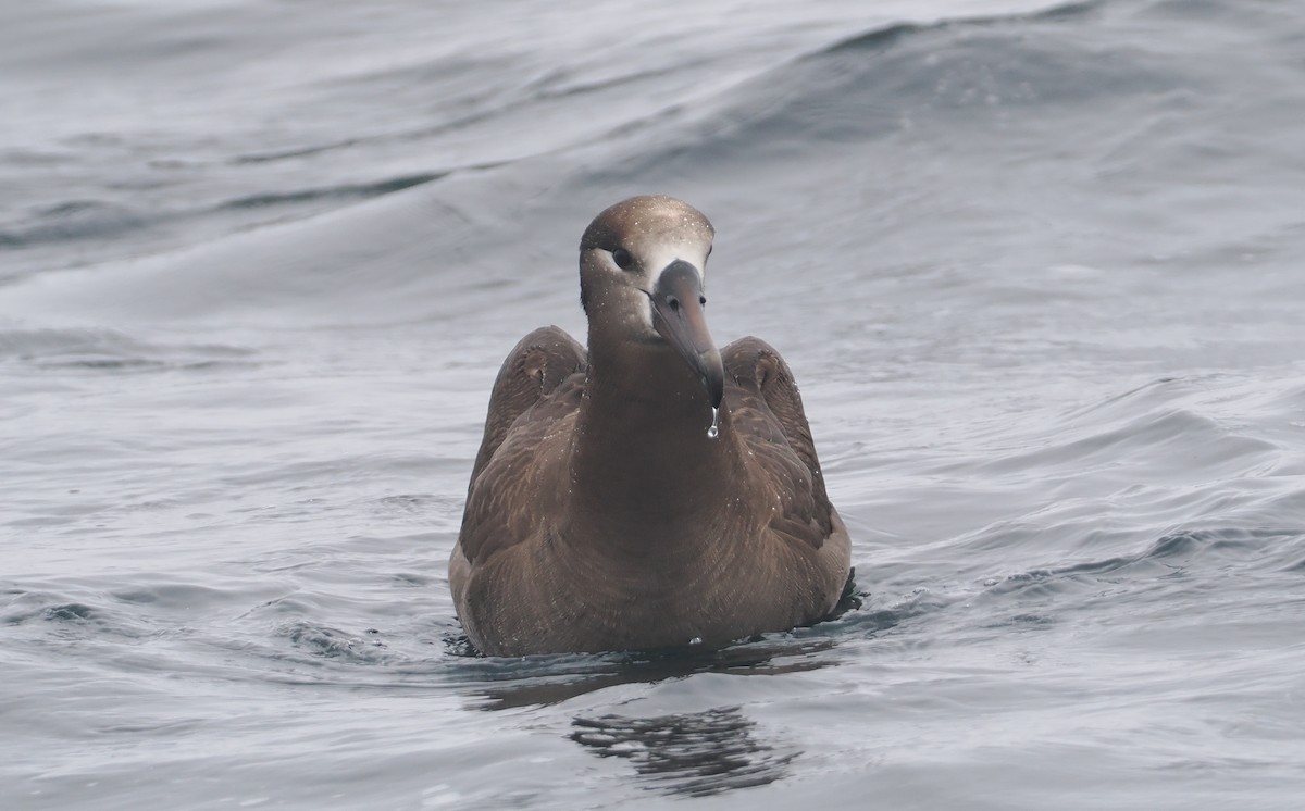 Albatros à pieds noirs - ML620733336