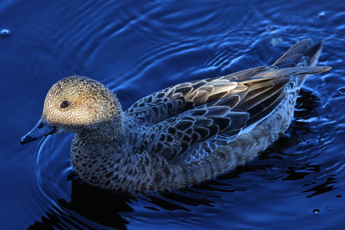 Eurasian Wigeon - ML620733337