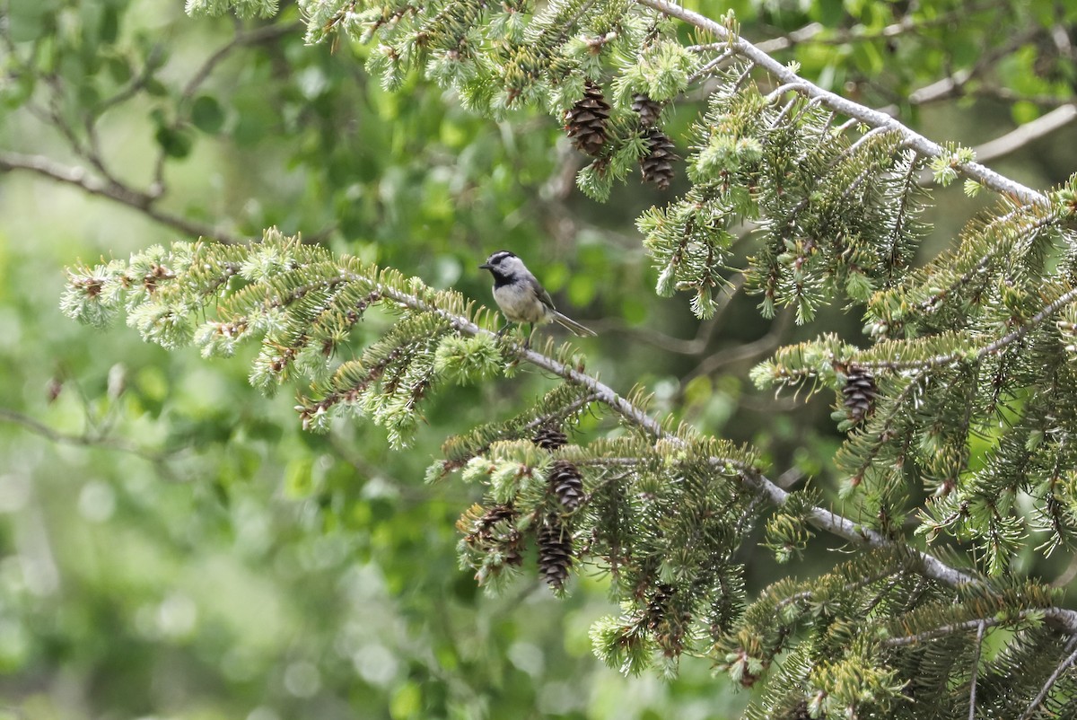 Mountain Chickadee - John L