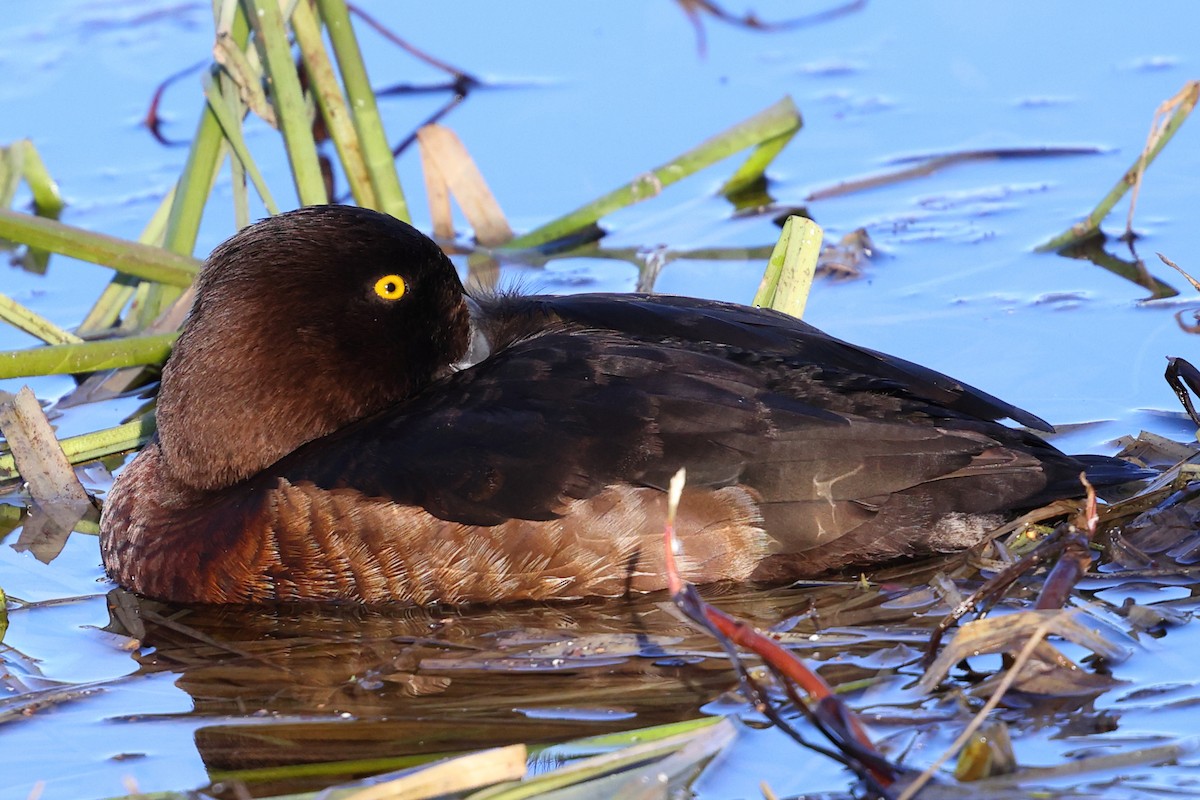 Tufted Duck - ML620733339