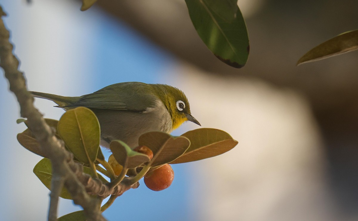 Cape White-eye - ML620733340