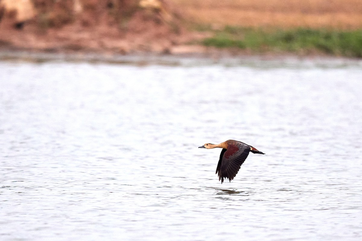 Lesser Whistling-Duck - ML620733341