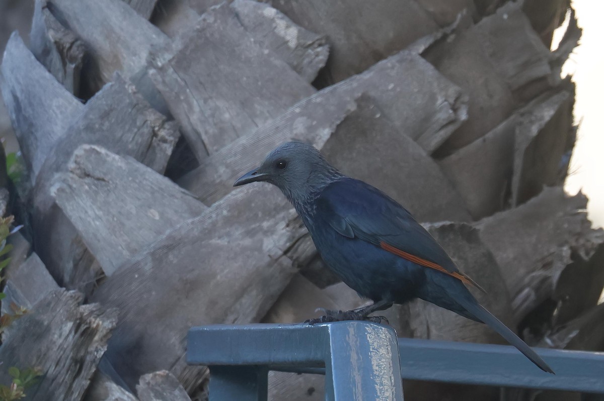 Red-winged Starling - ML620733342