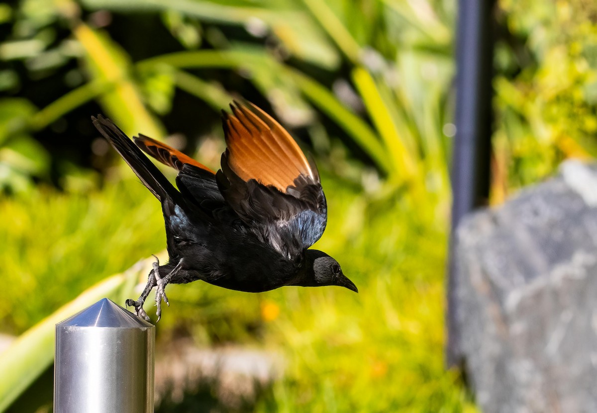 Red-winged Starling - ML620733343