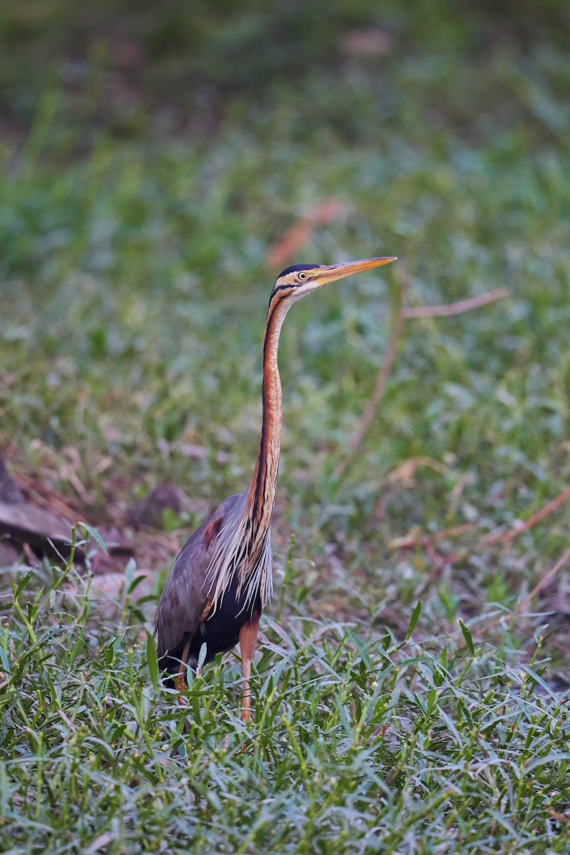 Purple Heron - ML620733344