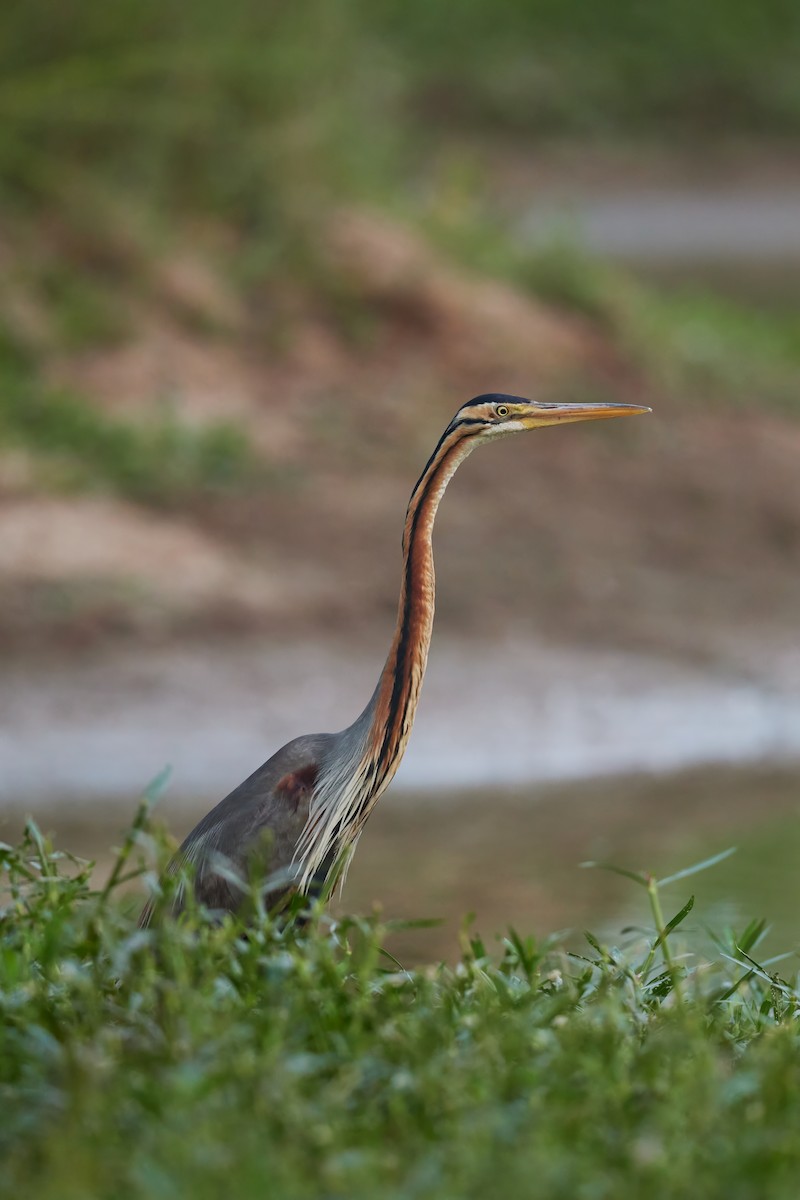 Purple Heron - ML620733345