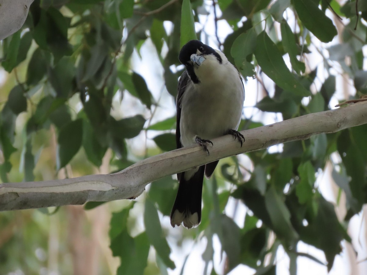 Gray Butcherbird - ML620733347