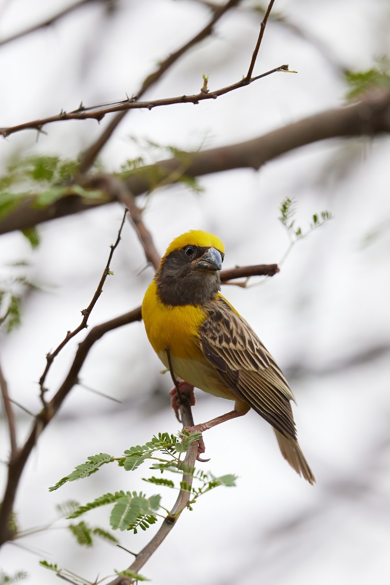 Baya Weaver - ML620733348