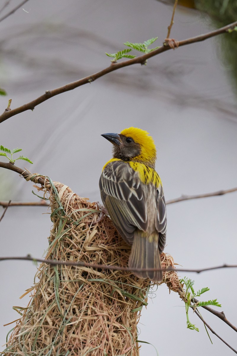 Baya Weaver - ML620733349