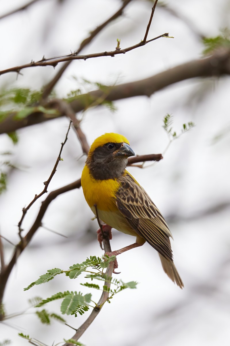 Baya Weaver - ML620733350