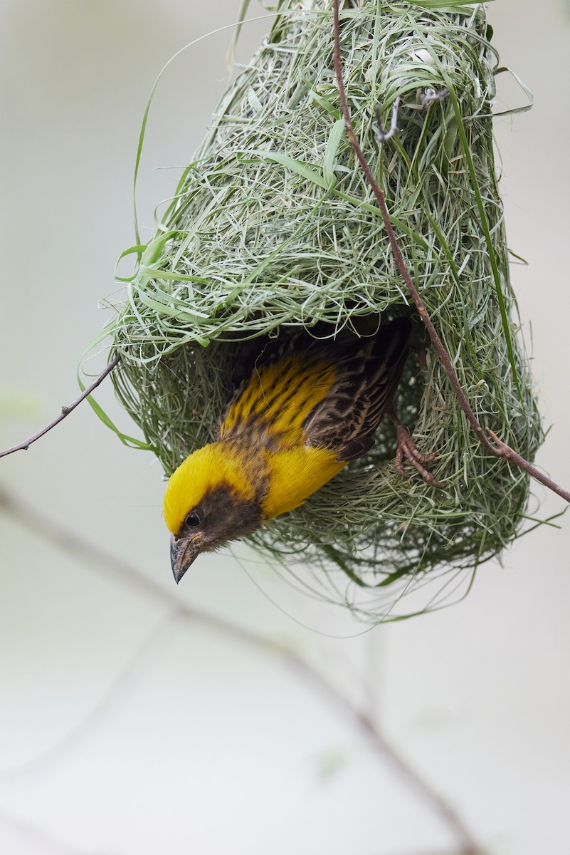 Baya Weaver - ML620733351