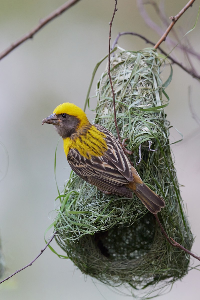 Baya Weaver - ML620733354