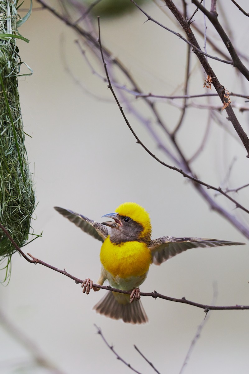 Baya Weaver - ML620733359