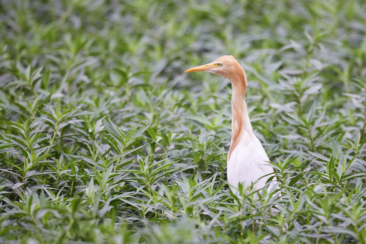 Eastern Cattle Egret - ML620733360