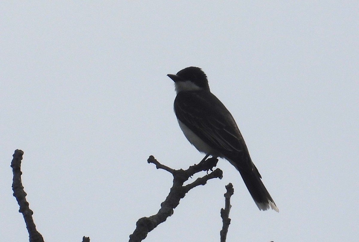 Eastern Kingbird - ML620733361