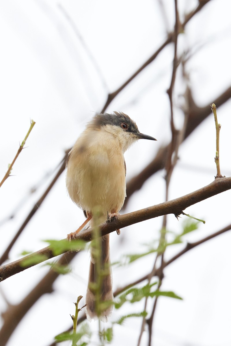 Ashy Prinia - ML620733362