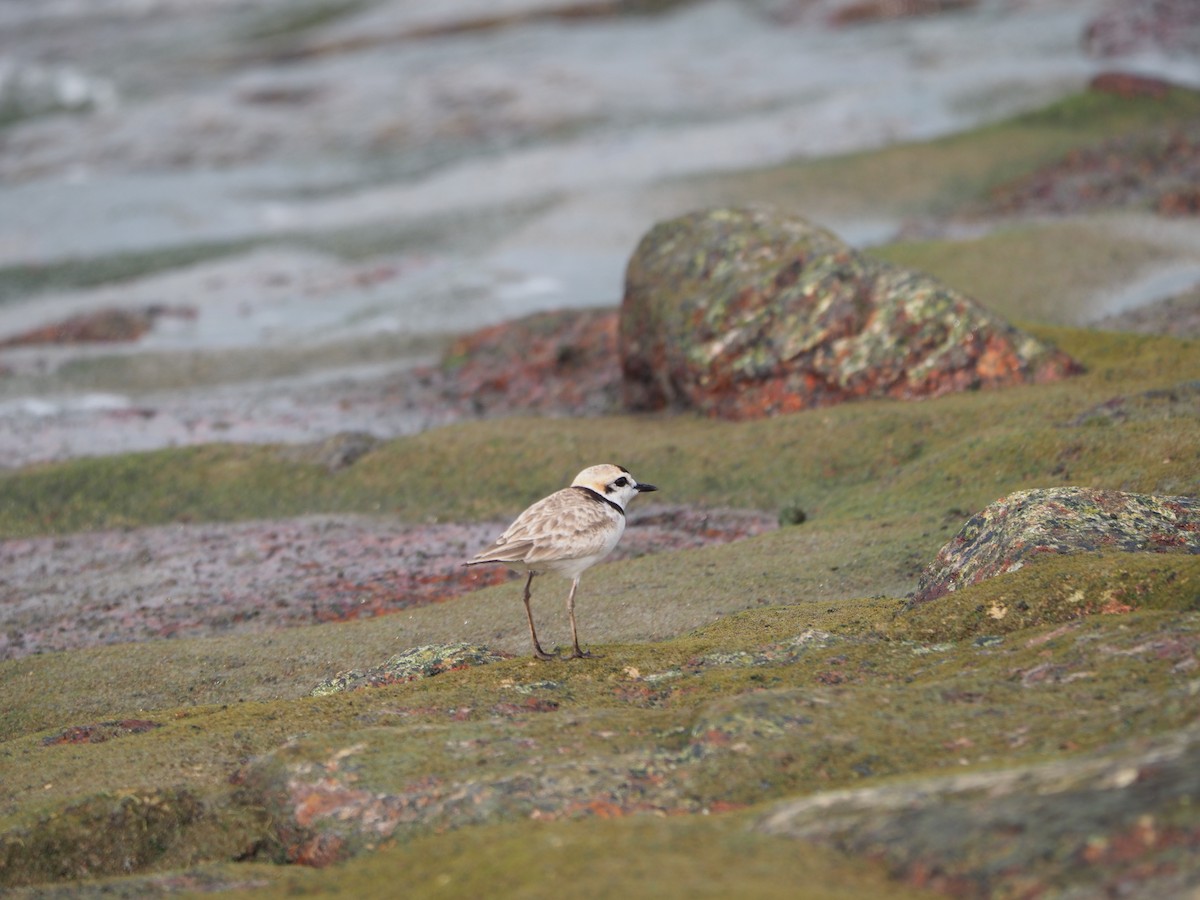 Malaysian Plover - Tay Zhi Ming